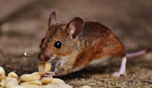 24 Hour & Emergency Exterminators in Charleston, AR